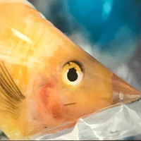 Yuta nakamura's profile picture